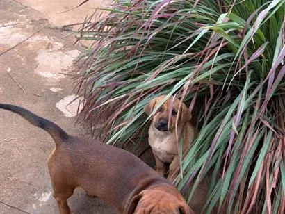Cachorro raça SRD-ViraLata idade 7 a 11 meses nome Simba
