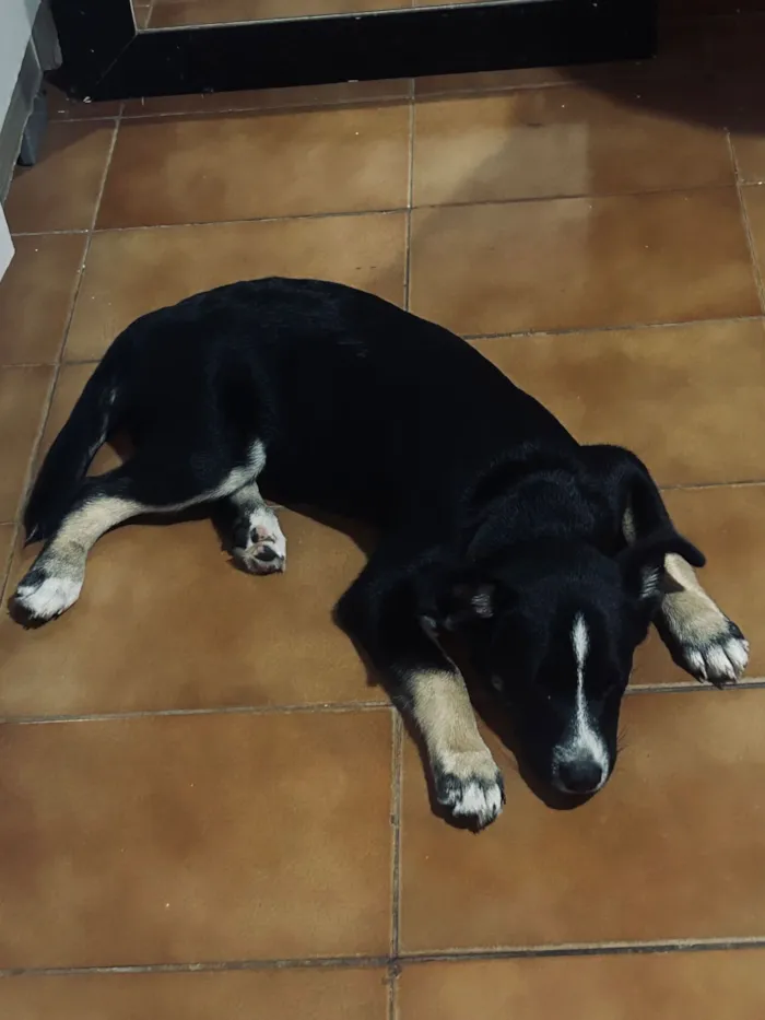 Cachorro raça SRD-ViraLata idade 2 a 6 meses nome Mabel 
