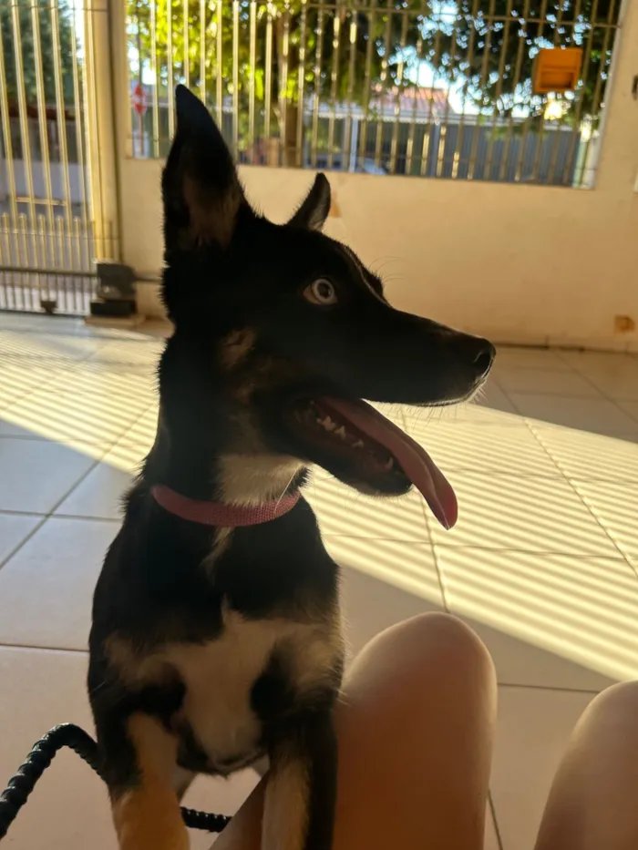 Cachorro raça SRD-ViraLata idade 2 a 6 meses nome Mabel 