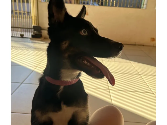 Cachorro raça SRD-ViraLata idade 2 a 6 meses nome Mabel 