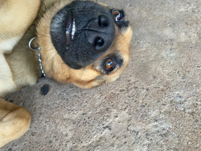 Cachorro raça SRD-ViraLata idade 3 anos nome Rag