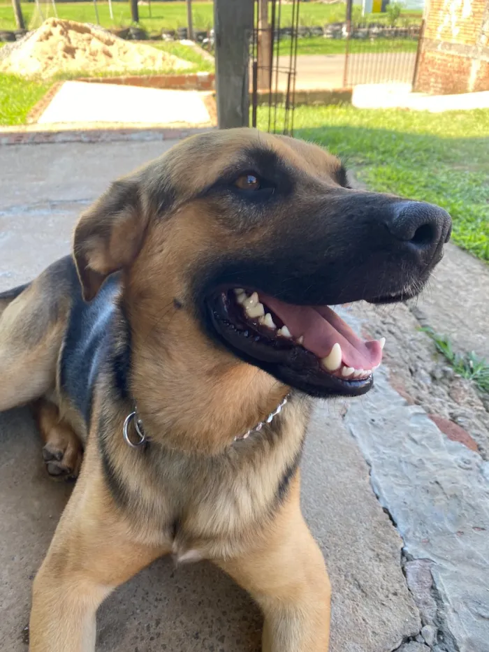 Cachorro raça SRD-ViraLata idade 3 anos nome Rag