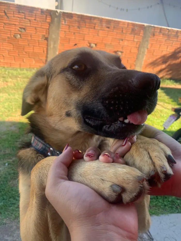 Cachorro raça SRD-ViraLata idade 3 anos nome Rag