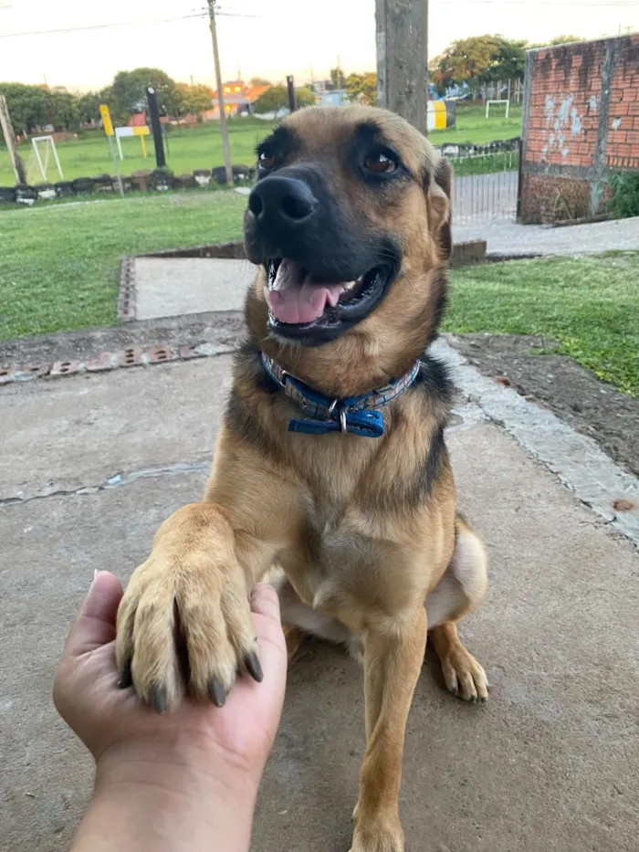 Cachorro raça SRD-ViraLata idade 3 anos nome Rag