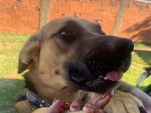 Cachorro raça SRD-ViraLata idade 3 anos nome Rag