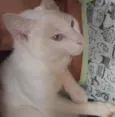 Bartolomeu 