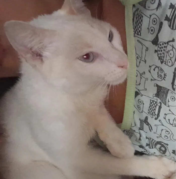 Gato raça SRD-ViraLata idade 1 ano nome Bartolomeu 