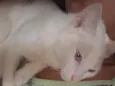 Bartolomeu 