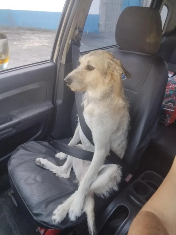 Cachorro raça SRD-ViraLata idade 5 anos nome Duquesa