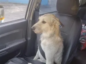 Cachorro raça SRD-ViraLata idade 5 anos nome Duquesa