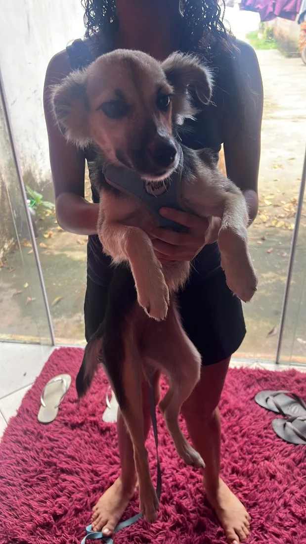 Cachorro raça SRD-ViraLata idade 2 a 6 meses nome Sky