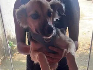 Cachorro raça SRD-ViraLata idade 2 a 6 meses nome Sky