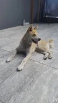 Estrela 