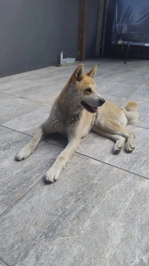 Cachorro raça SRD-ViraLata idade 6 ou mais anos nome Estrela 