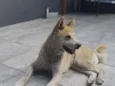 Estrela 