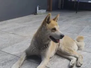 Cachorro raça SRD-ViraLata idade 6 ou mais anos nome Estrela 