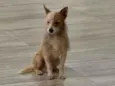 Simba