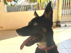 Cachorro raça SRD-ViraLata idade 2 a 6 meses nome Mabel 