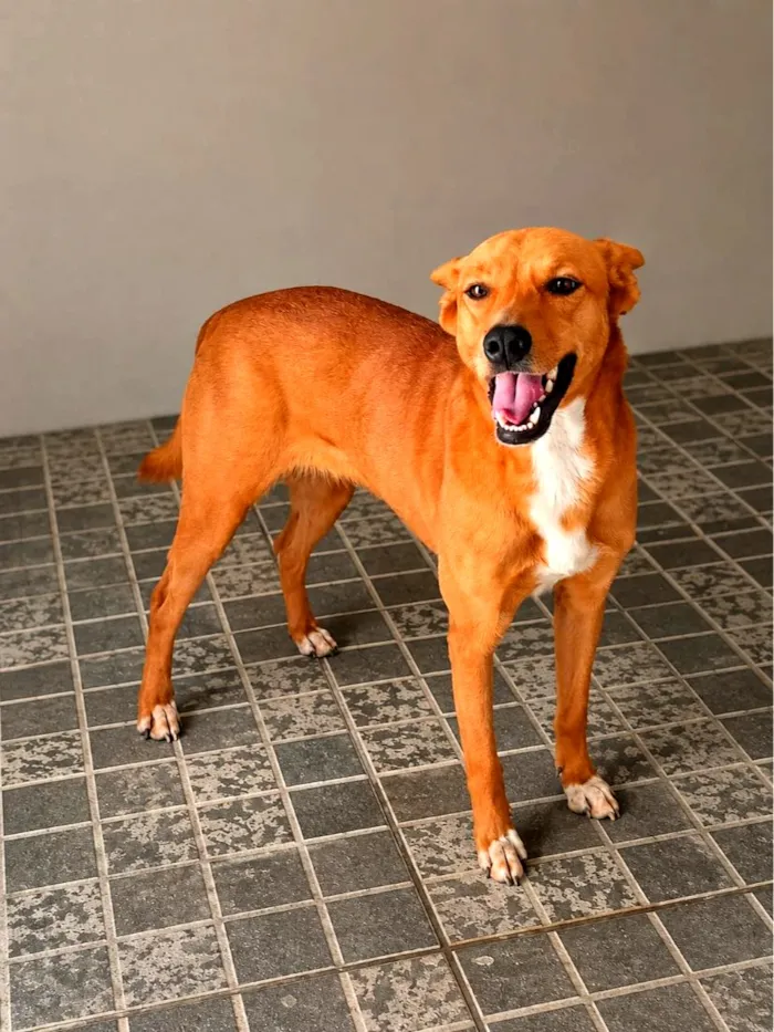 Cachorro raça Sem Raça Definida  idade 2 anos nome Samy