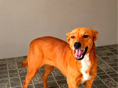 Cachorro raça Sem Raça Definida  idade 2 anos nome Samy