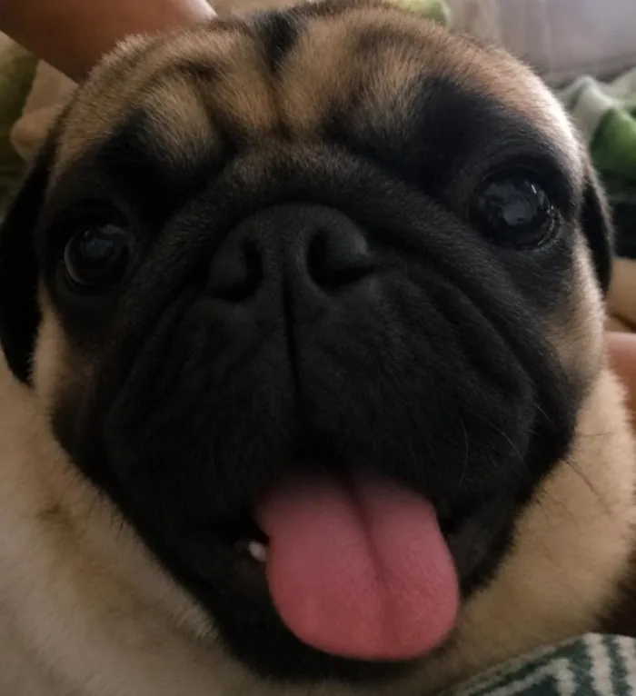 Cachorro raça SRD-ViraLata idade 2 anos nome Bobby