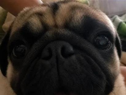 Cachorro raça SRD-ViraLata idade 2 anos nome Bobby