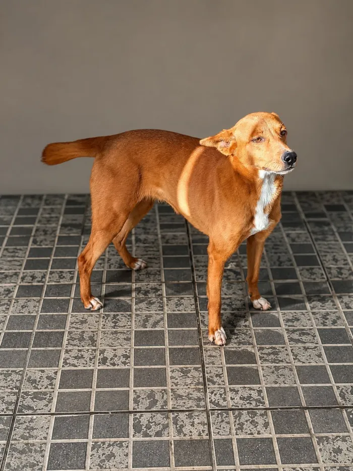 Cachorro raça Sem Raça Definida  idade 2 anos nome Samy