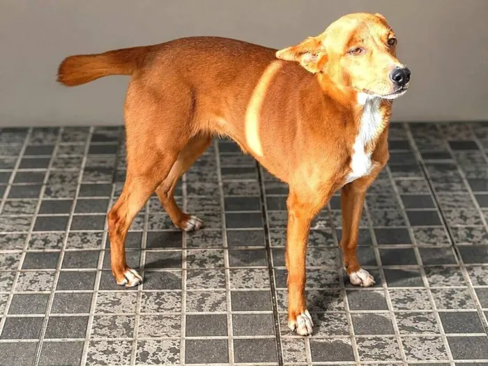 Cachorro raça Sem Raça Definida  idade 2 anos nome Samy