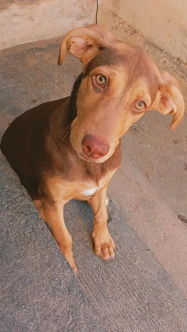Cachorro raça SRD-ViraLata idade 2 a 6 meses nome Jade
