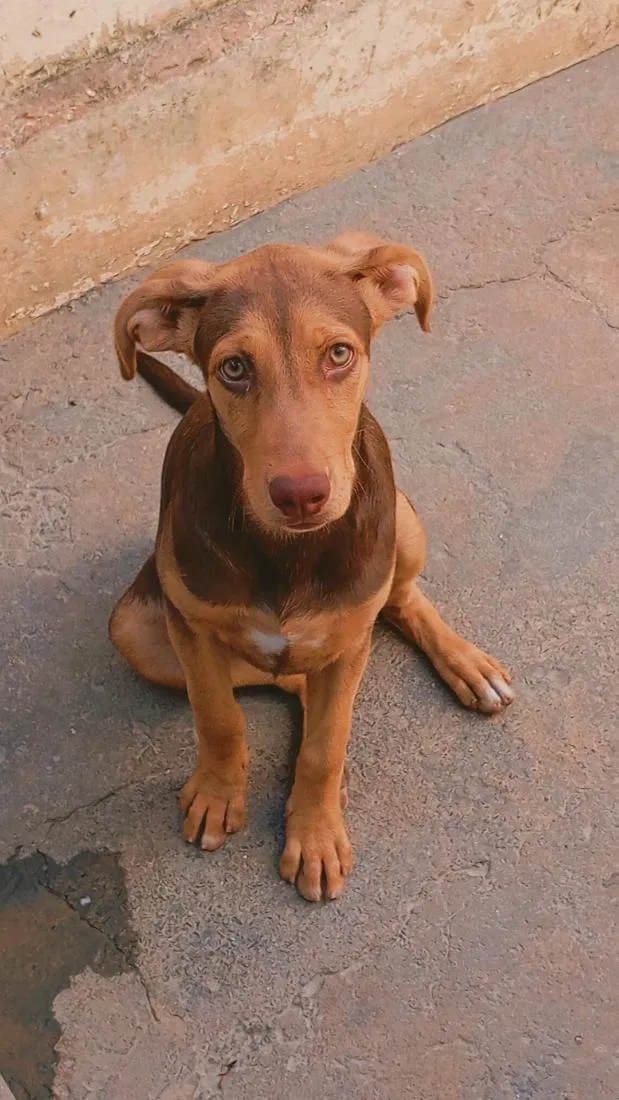Cachorro raça SRD-ViraLata idade 2 a 6 meses nome Jade