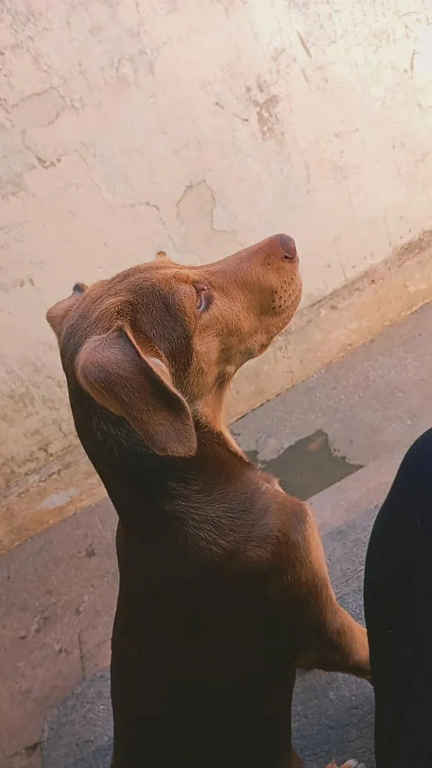Cachorro raça SRD-ViraLata idade 2 a 6 meses nome Jade