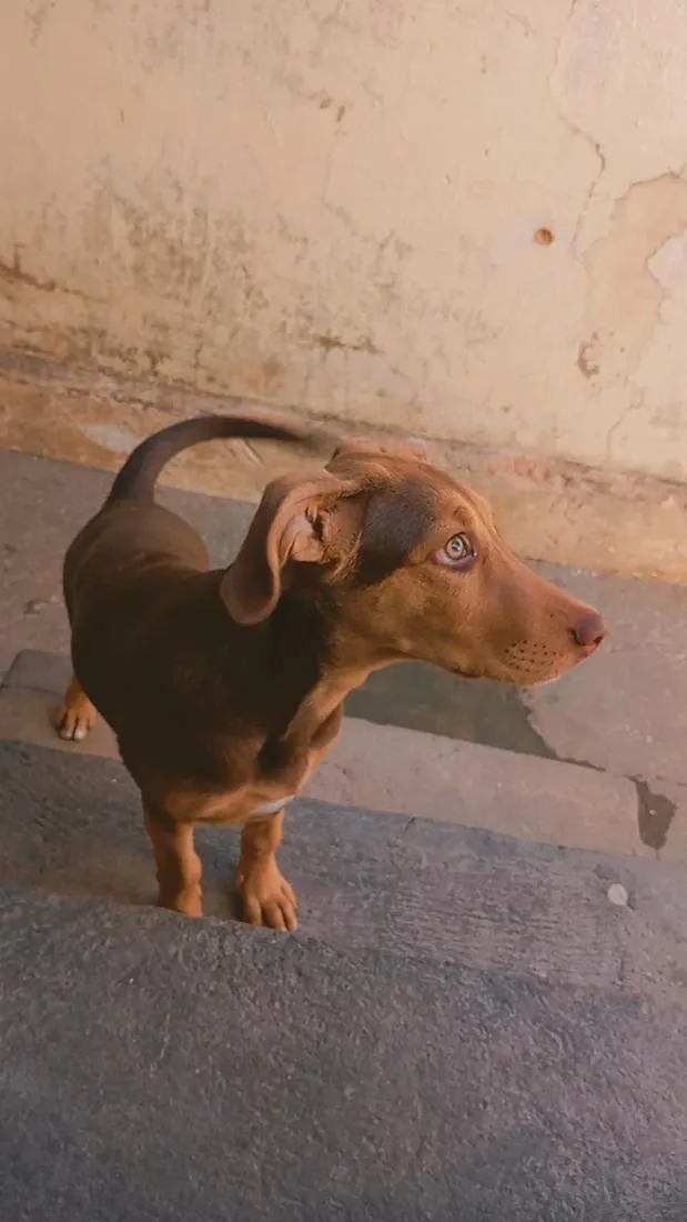 Cachorro raça SRD-ViraLata idade 2 a 6 meses nome Jade