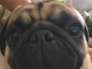 Cachorro raça SRD-ViraLata idade 2 anos nome Bobby