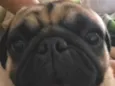 Bobby