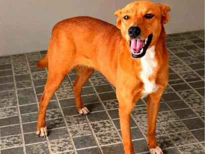 Cachorro raça Sem Raça Definida  idade 2 anos nome Samy