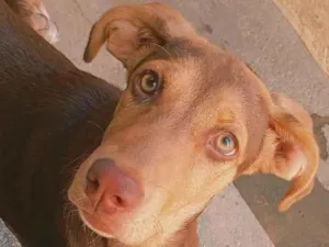 Cachorro raça SRD-ViraLata idade 2 a 6 meses nome Jade