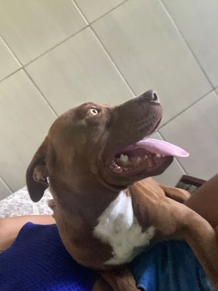 Cachorro raça Pit-Bull idade 1 ano nome Bradock 