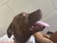 Bradock 