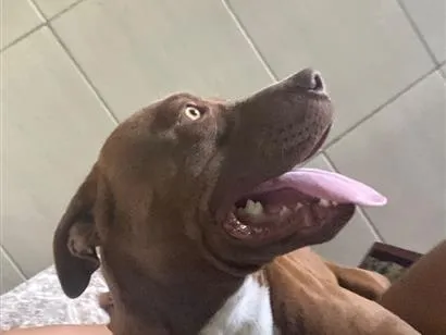 Cachorro raça Pit-Bull idade 1 ano nome Bradock 