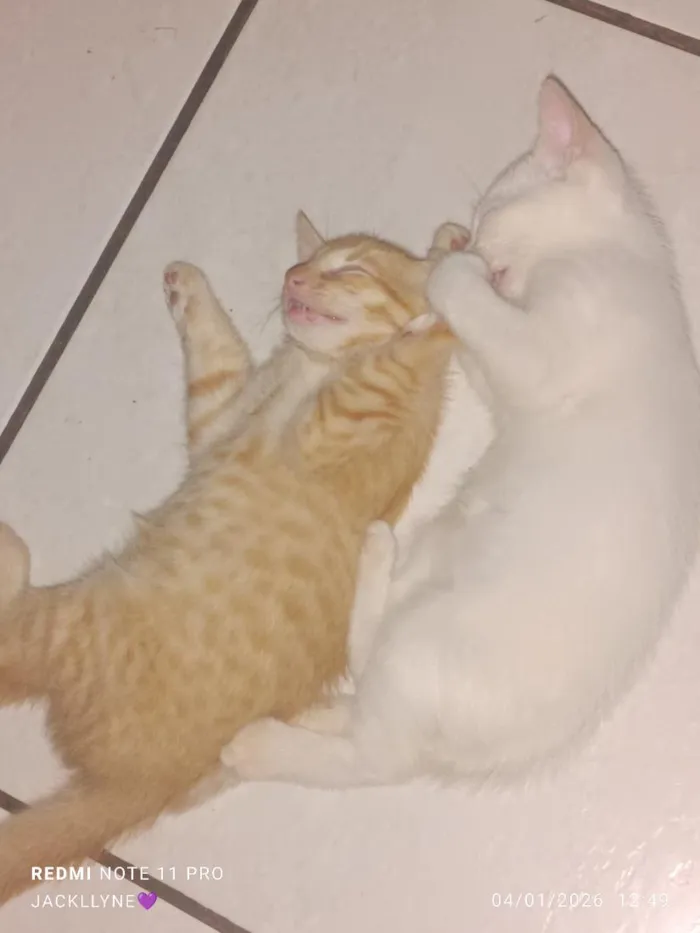Gato raça SRD-ViraLata idade 7 a 11 meses nome Dean, Castiel, Sam, e Amora 