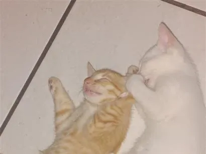 Gato raça SRD-ViraLata idade 7 a 11 meses nome Dean, Castiel, Sam, e Amora 