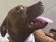 Bradock 