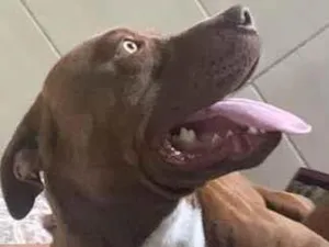Cachorro raça Pit-Bull idade 1 ano nome Bradock 