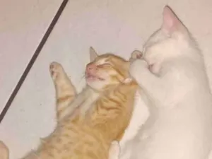 Gato raça SRD-ViraLata idade 7 a 11 meses nome Dean, Castiel, Sam, e Amora 