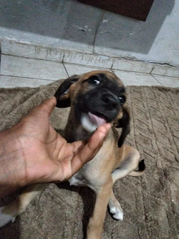 Cachorro raça Basset-Cofap idade Abaixo de 2 meses nome lila