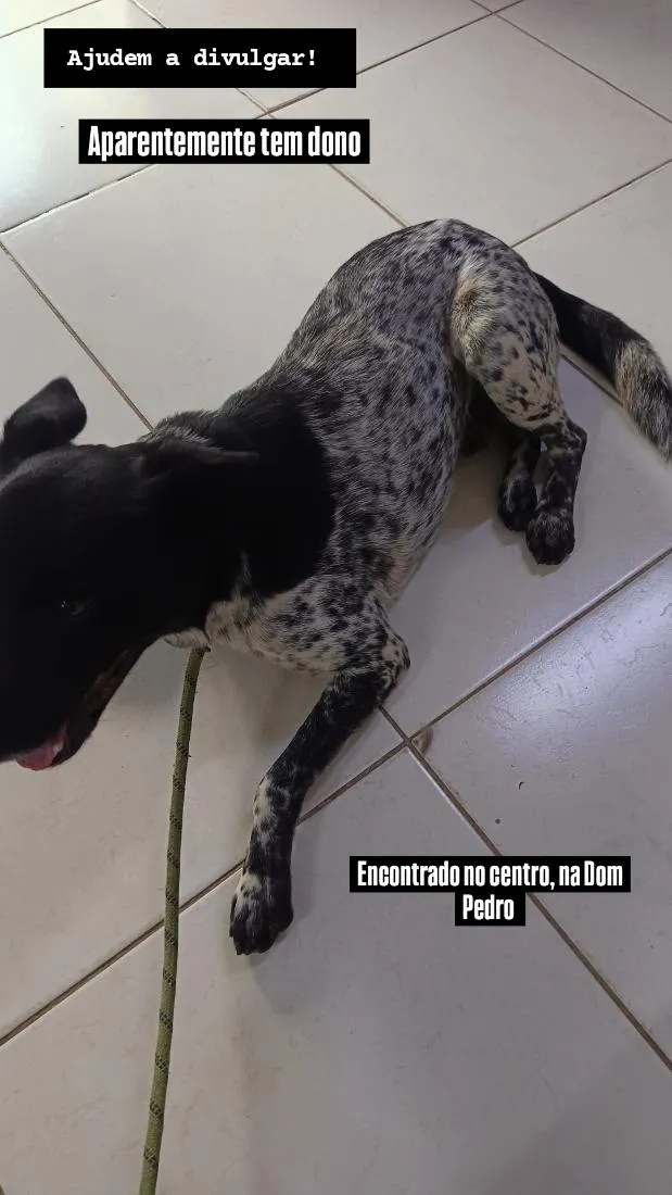 Cachorro raça SRD-ViraLata idade 1 ano nome não sei, chamo de amigo