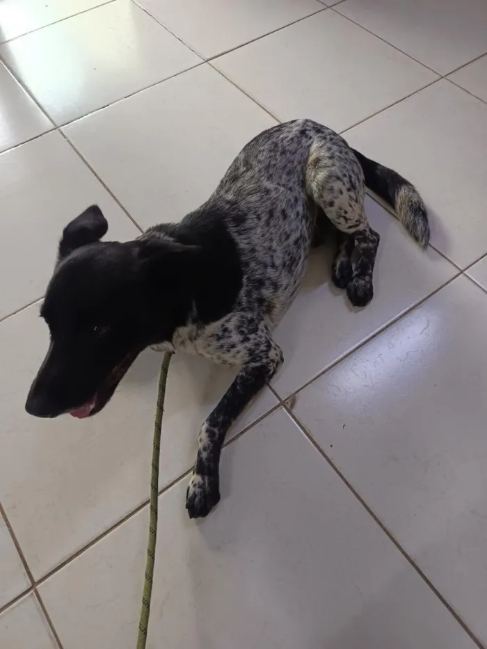 Cachorro raça SRD-ViraLata idade 1 ano nome não sei, chamo de amigo