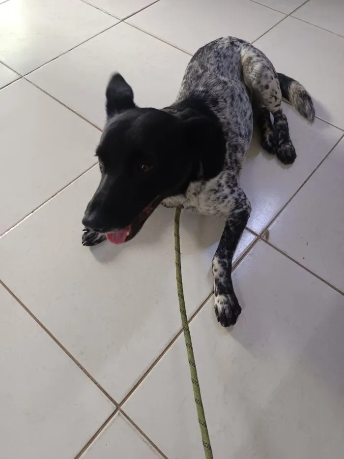 Cachorro raça SRD-ViraLata idade 1 ano nome não sei, chamo de amigo