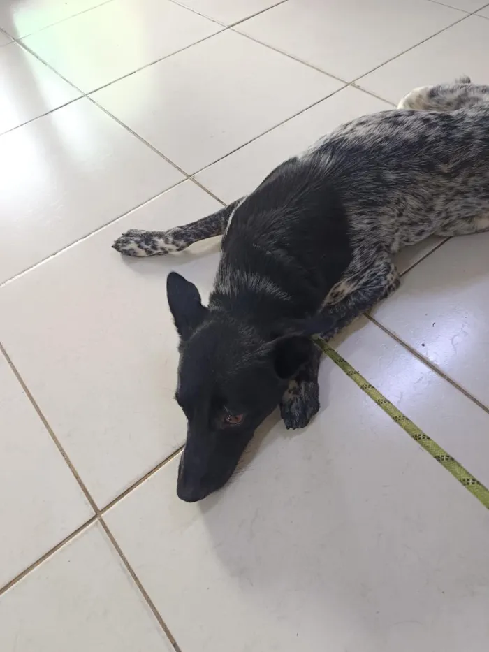 Cachorro raça SRD-ViraLata idade 1 ano nome não sei, chamo de amigo