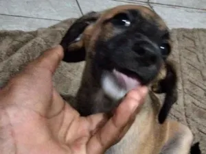 Cachorro raça Basset-Cofap idade Abaixo de 2 meses nome lila